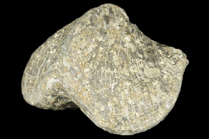 Pyrite Replaced Brachiopod (Paraspirifer) Fossil - Ohio #189157